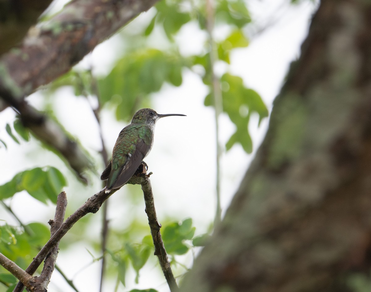 Sapphire-throated Hummingbird - ML625376596