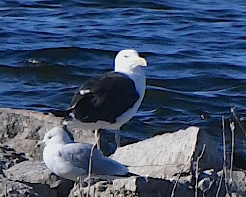Great Black-backed Gull - ML625376605