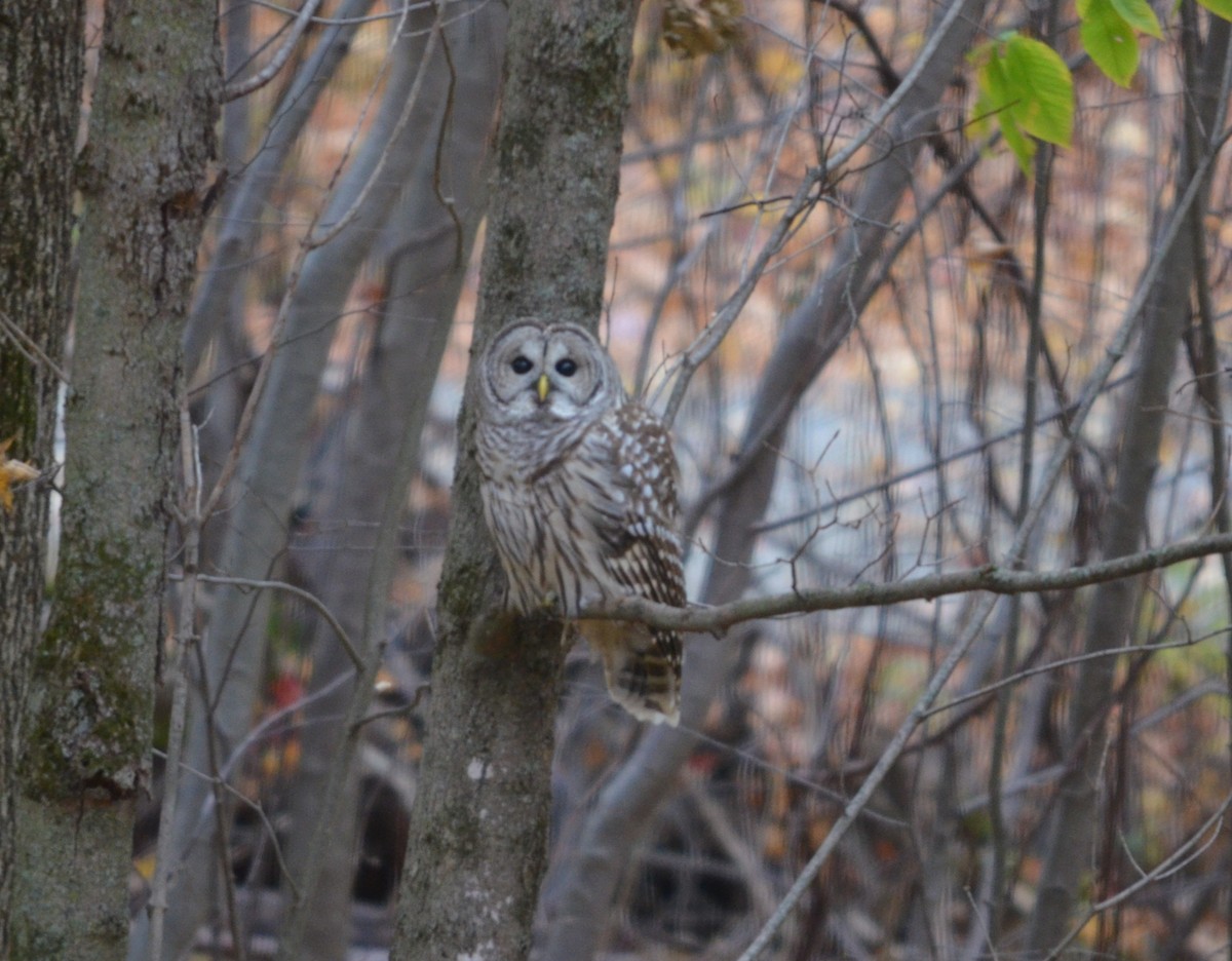 Barred Owl - ML625376615