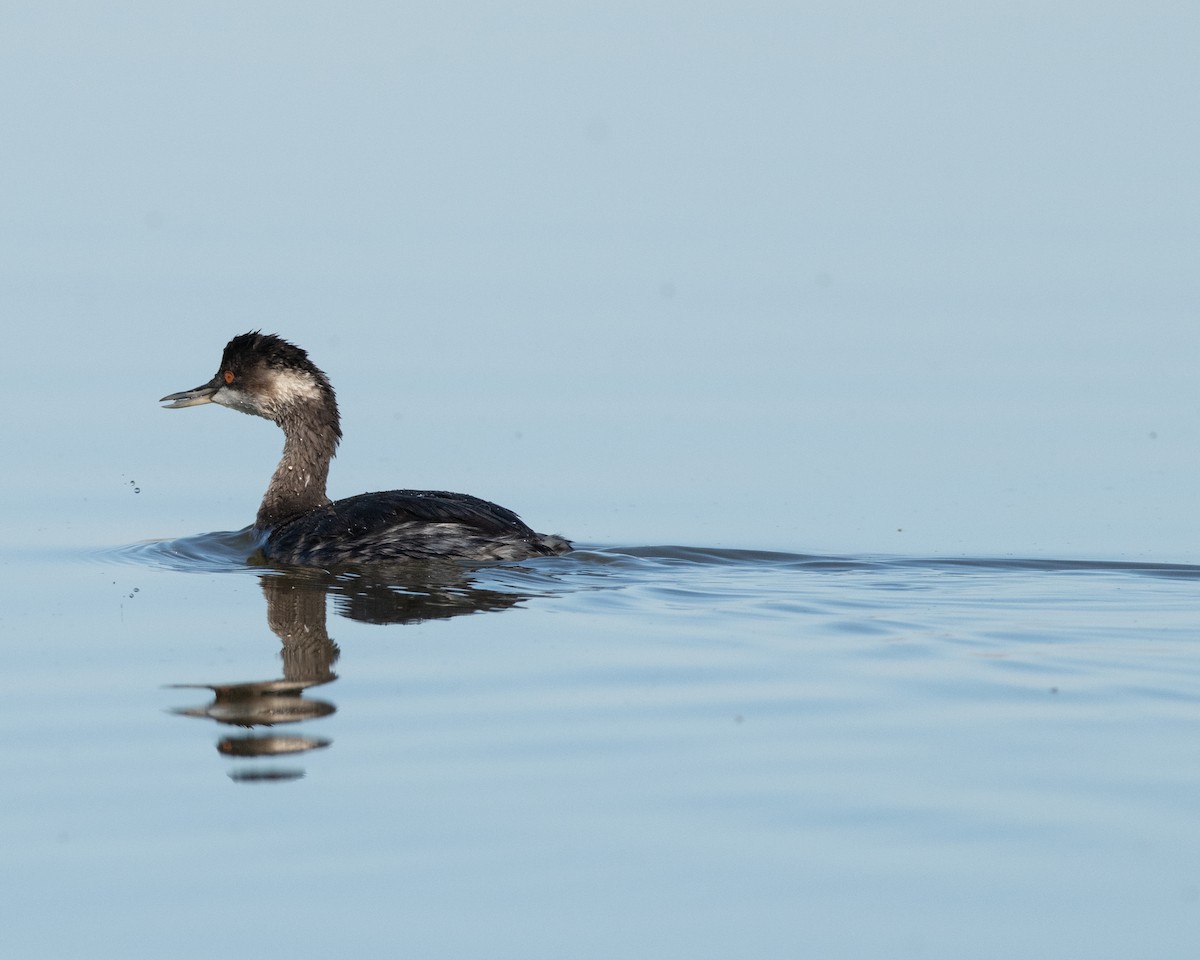 Eared Grebe - ML625376749