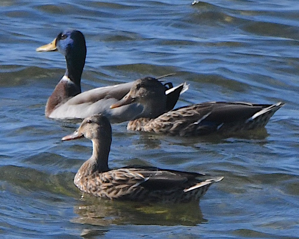 Mallard - ML625376750