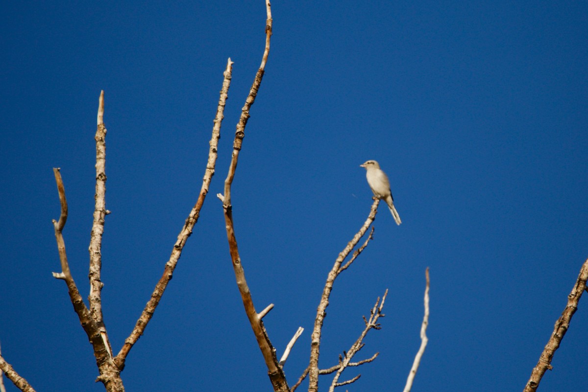 Alcaudón Boreal - ML625376758