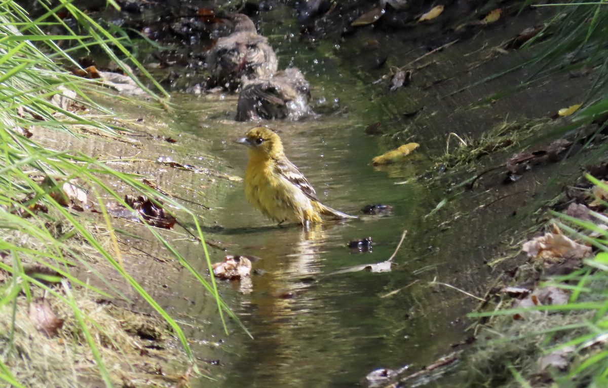 Baltimore Oriole - ML625376798