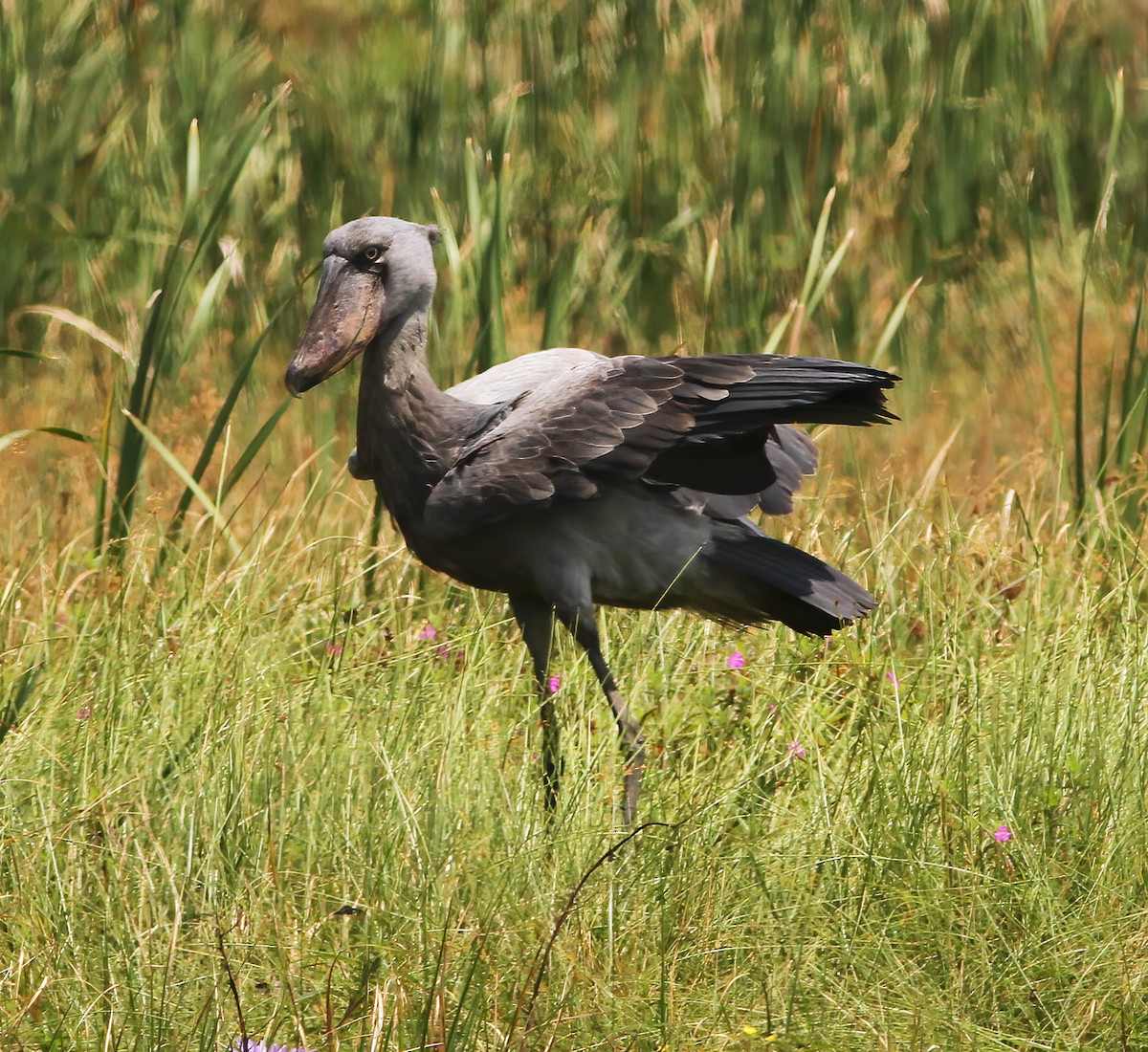 Shoebill - ML625376800