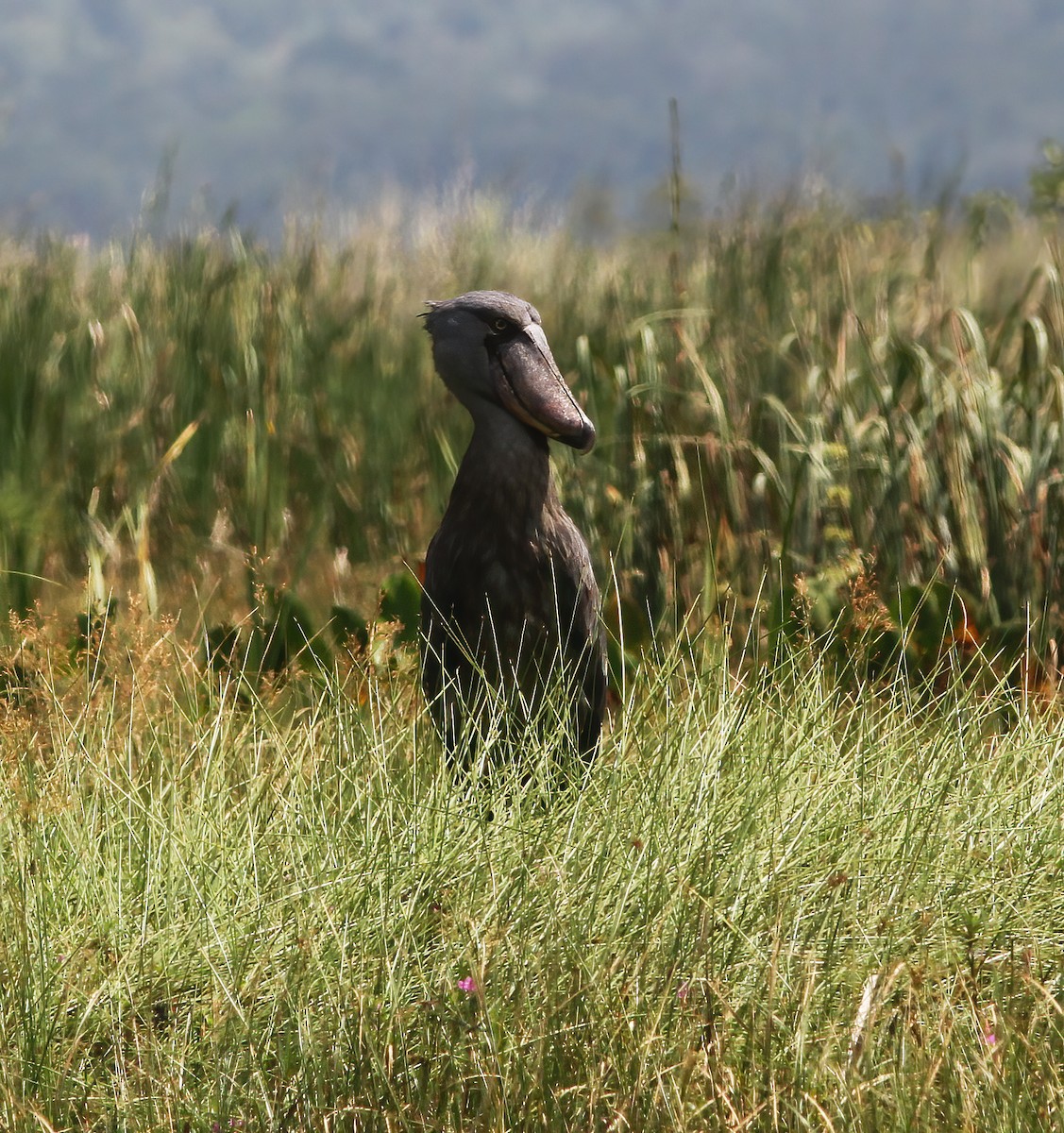 člunozobec africký - ML625376801