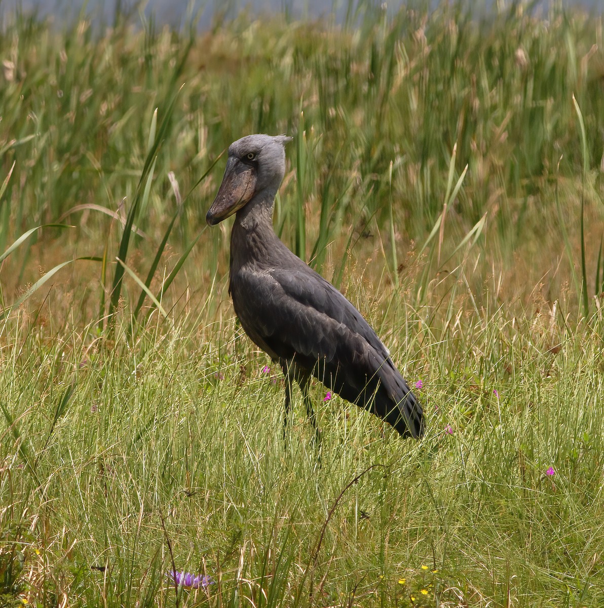 Shoebill - ML625376802