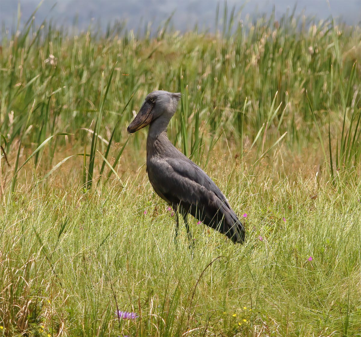 Shoebill - ML625376803