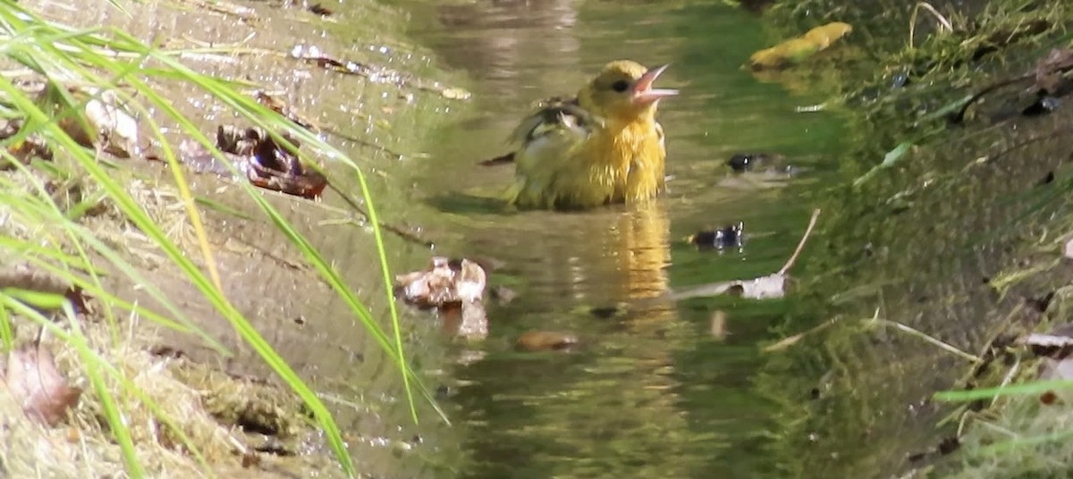 Baltimore Oriole - ML625376807