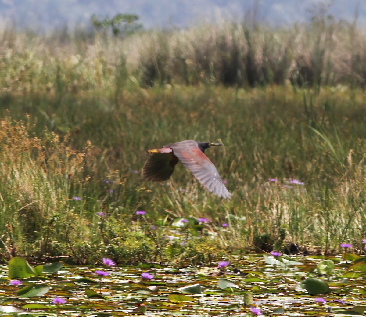 Rufous-bellied Heron - ML625376822