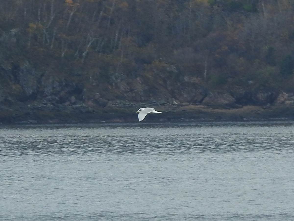 Black-legged Kittiwake - ML625376840