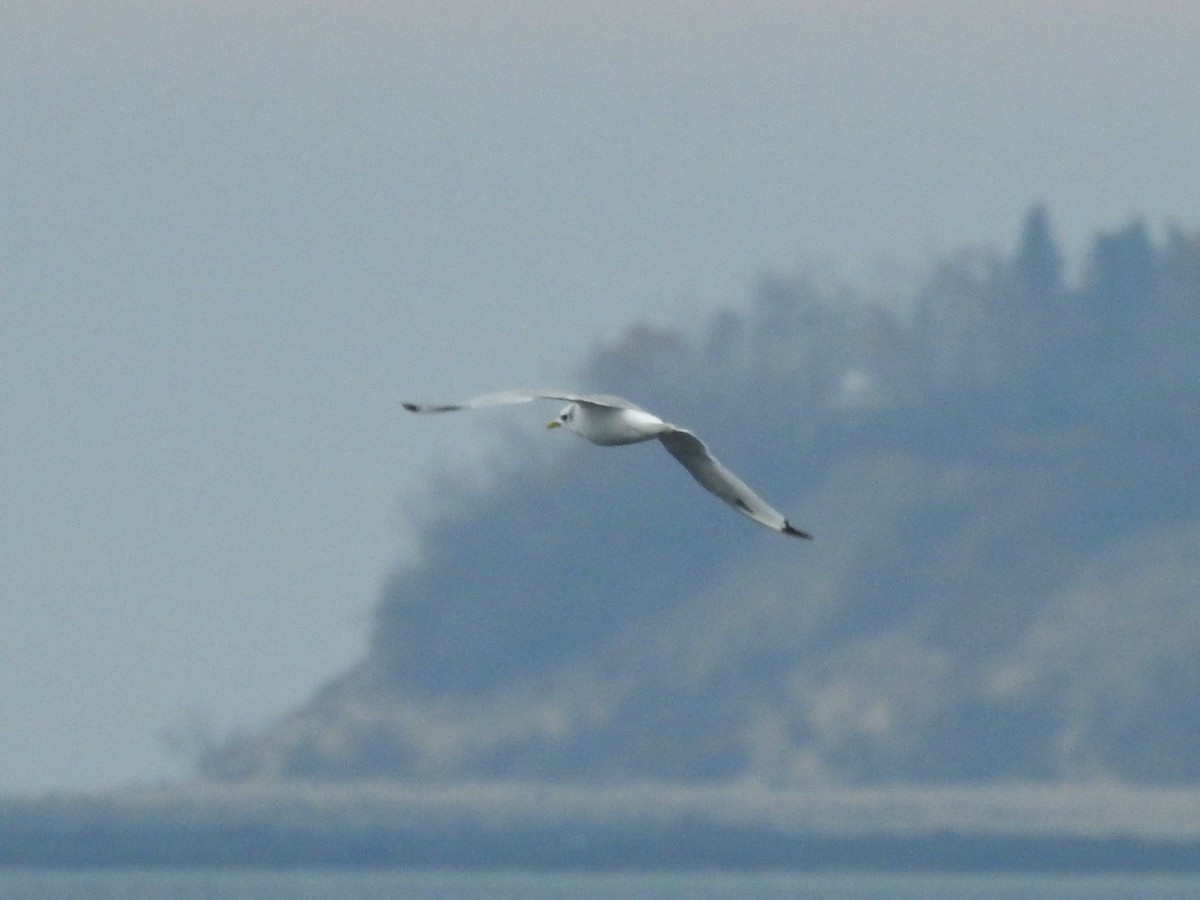 Black-legged Kittiwake - ML625376841