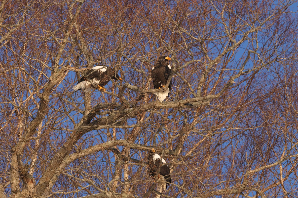 Riesenseeadler - ML625376915