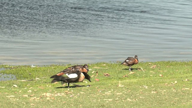 Australian Shelduck - ML625376997