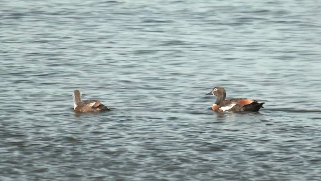 Australian Shelduck - ML625377009