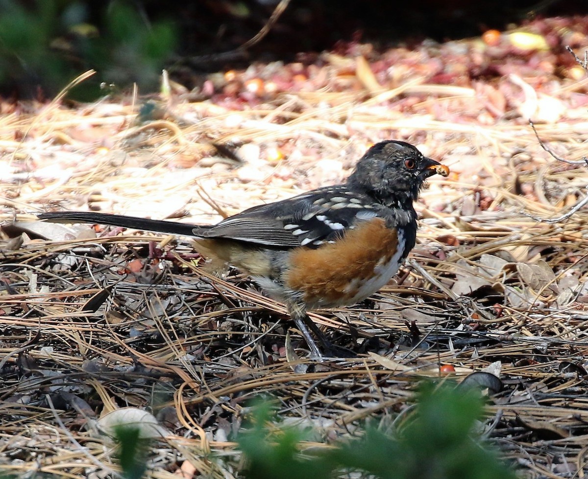Spotted Towhee - ML62537711