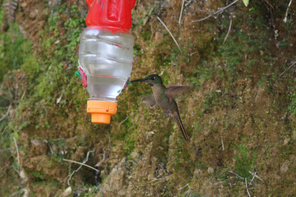 Fawn-breasted Brilliant - Henry Lehman