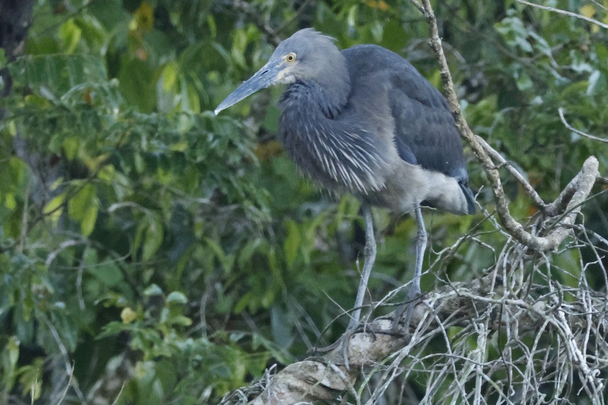 Garza de Sumatra - ML625377320