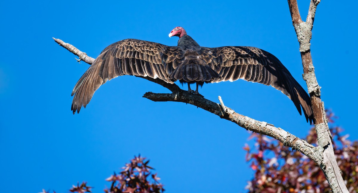 Turkey Vulture - ML625377405