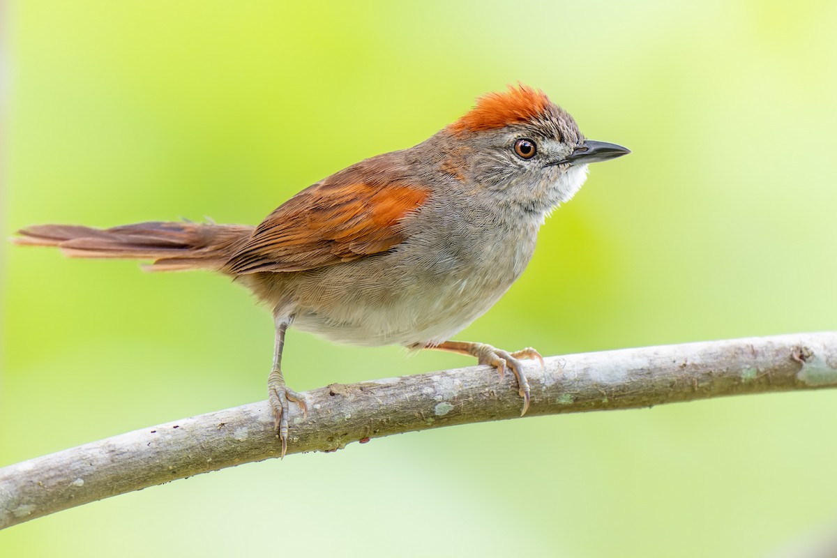 Pale-breasted Spinetail - ML625377419