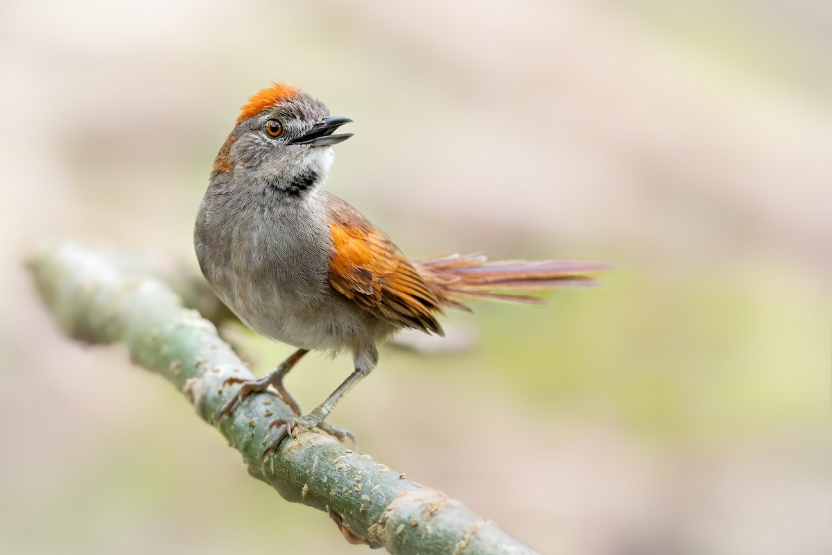 Pale-breasted Spinetail - ML625377420