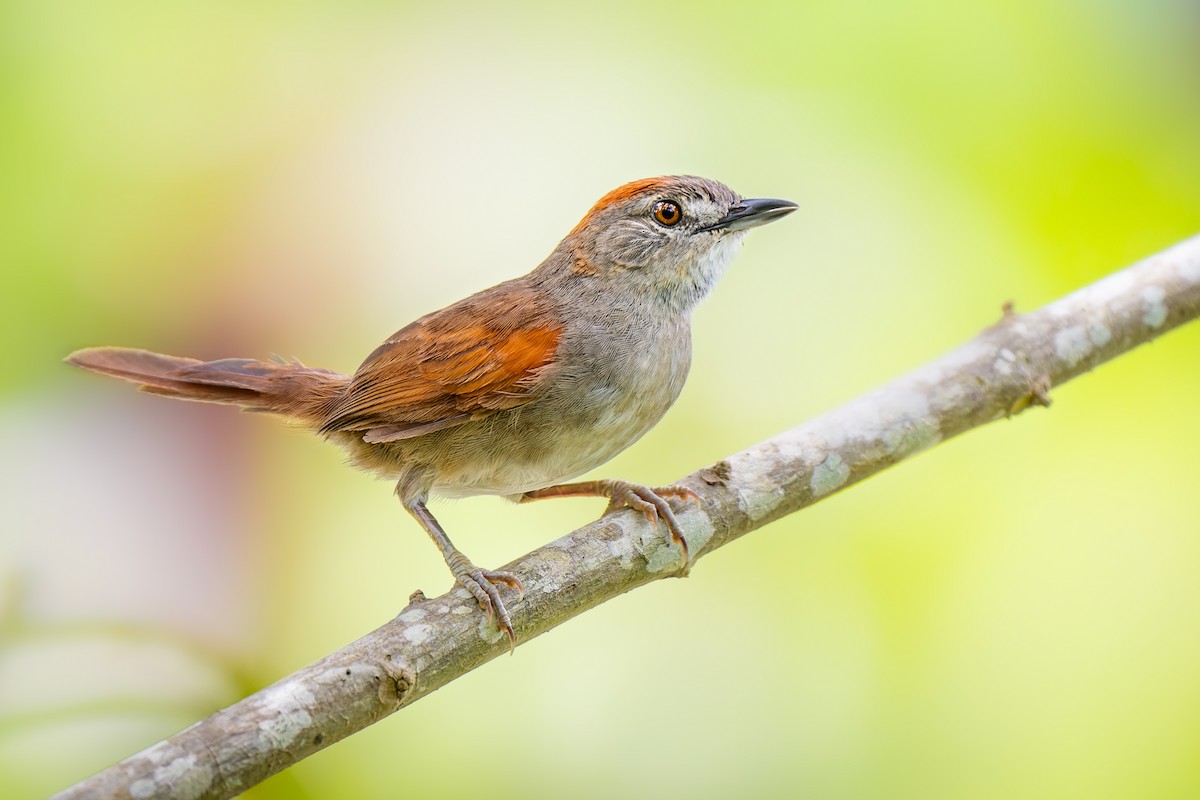 Pale-breasted Spinetail - ML625377421