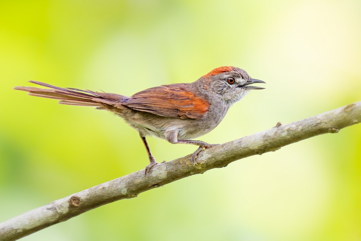 Pale-breasted Spinetail - ML625377422