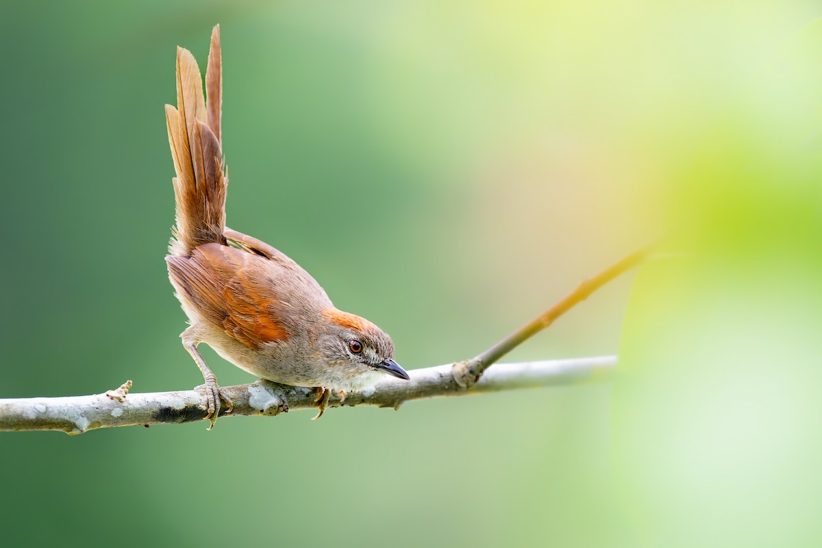 Pale-breasted Spinetail - ML625377423