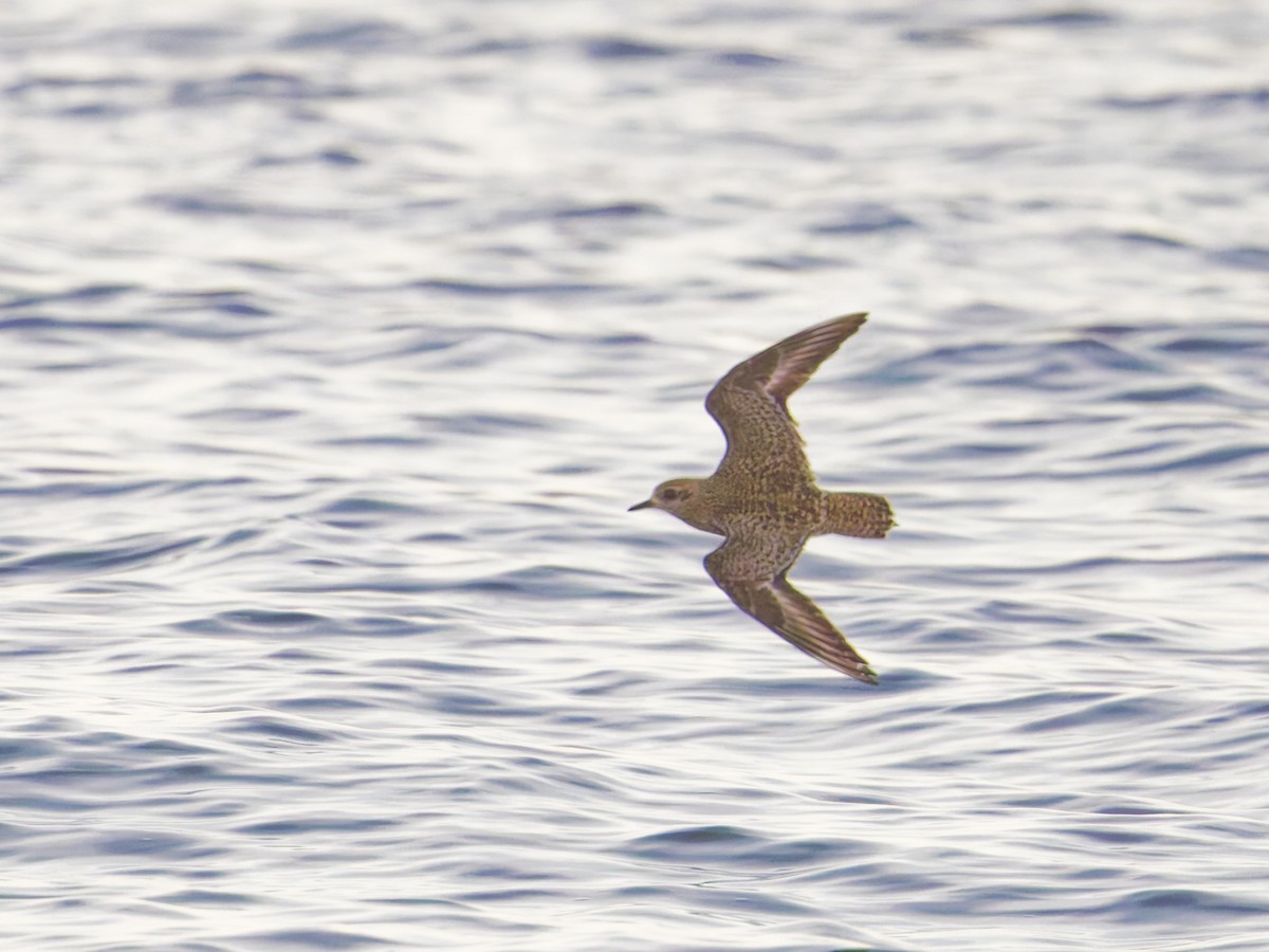 American Golden-Plover - ML625377477