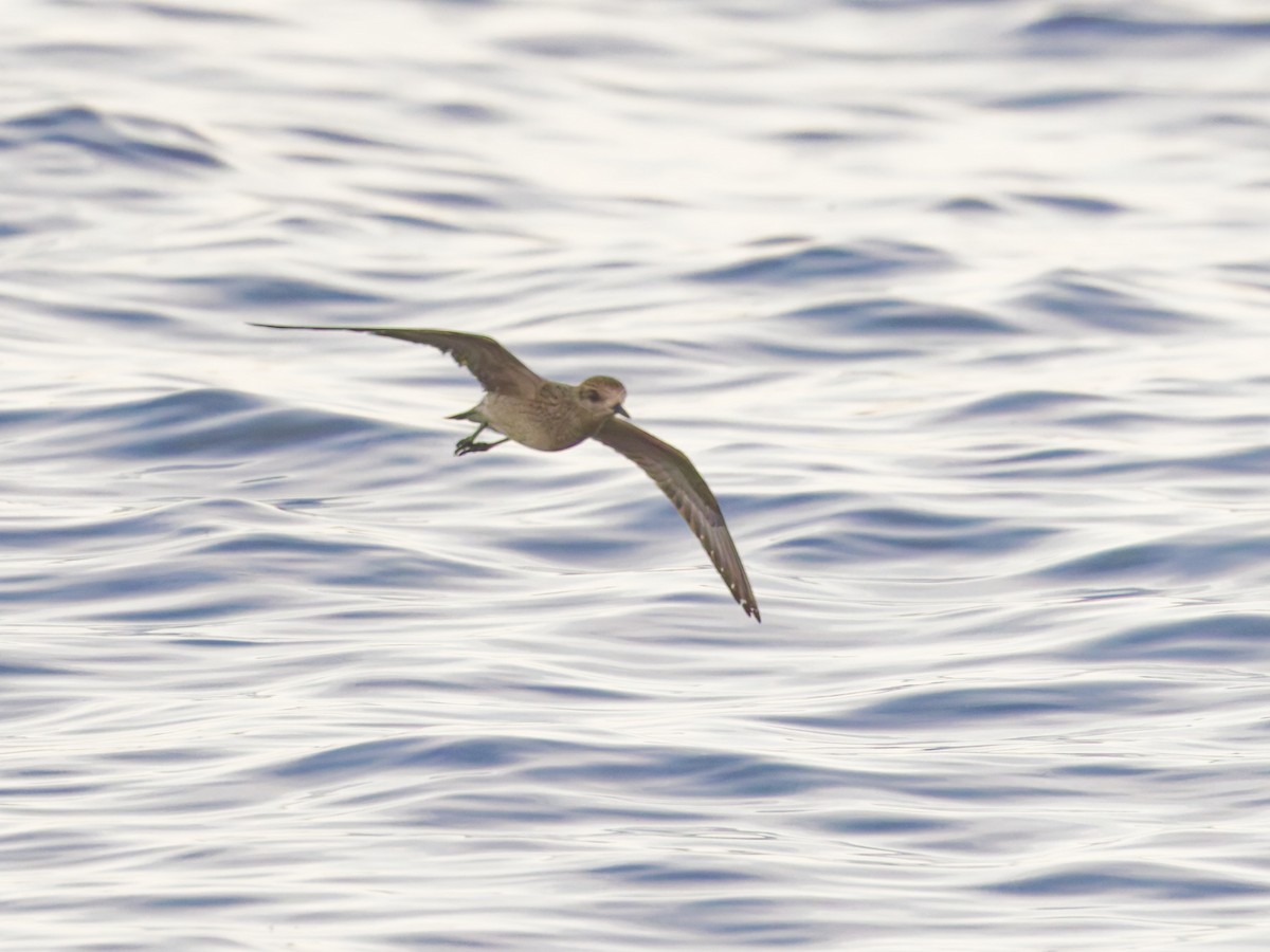 American Golden-Plover - ML625377478