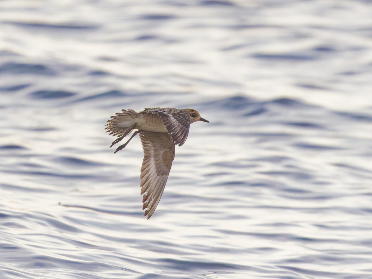 American Golden-Plover - ML625377479