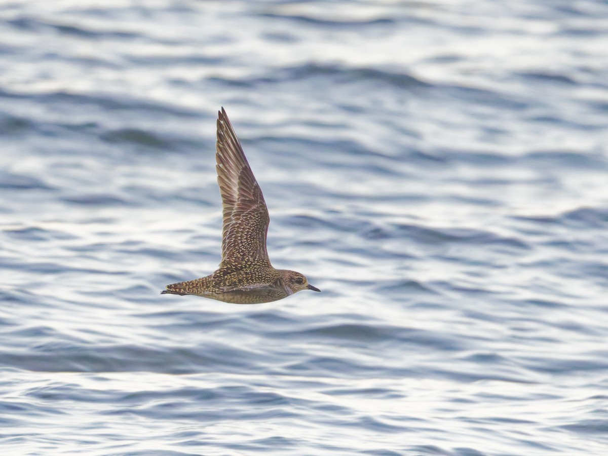 American Golden-Plover - ML625377480