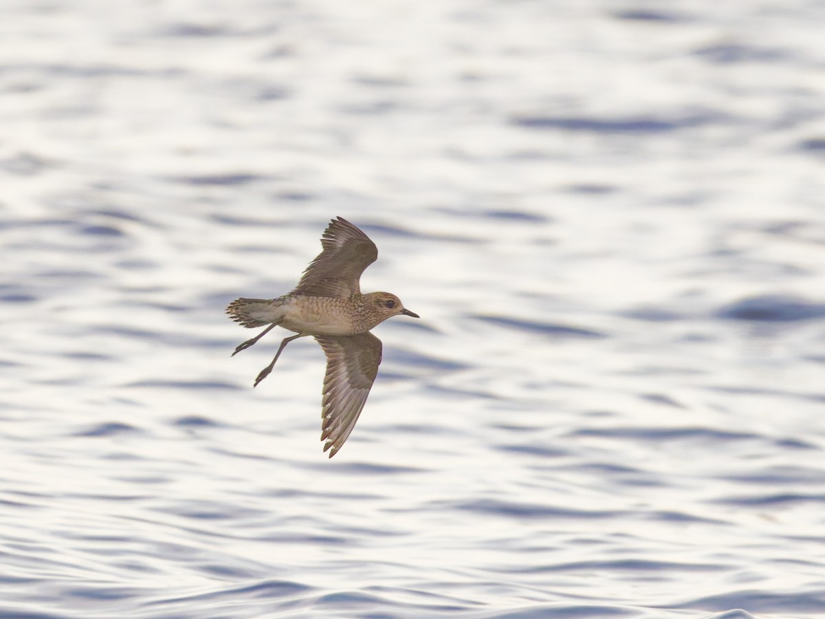 American Golden-Plover - ML625377481