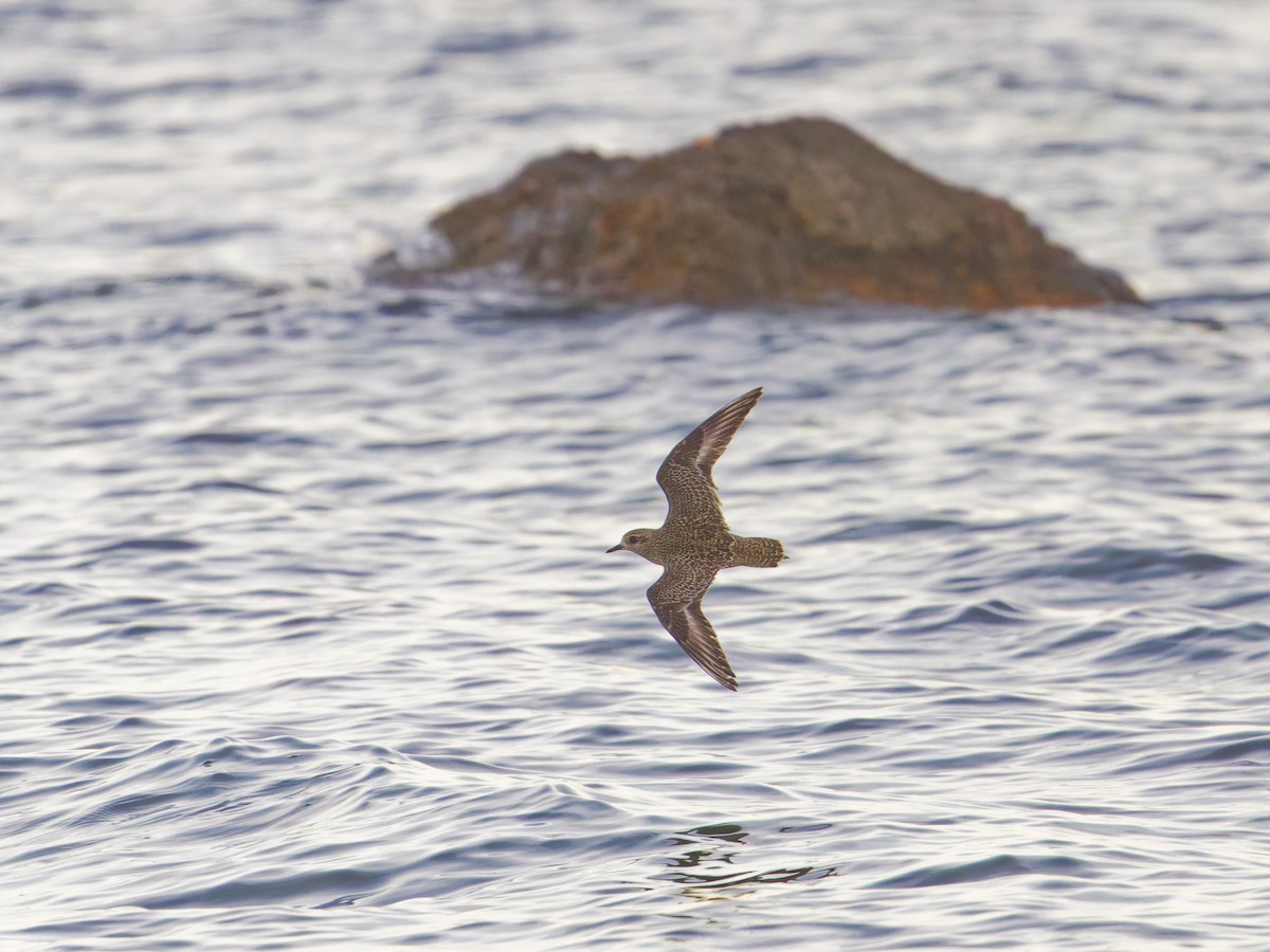 American Golden-Plover - ML625377485