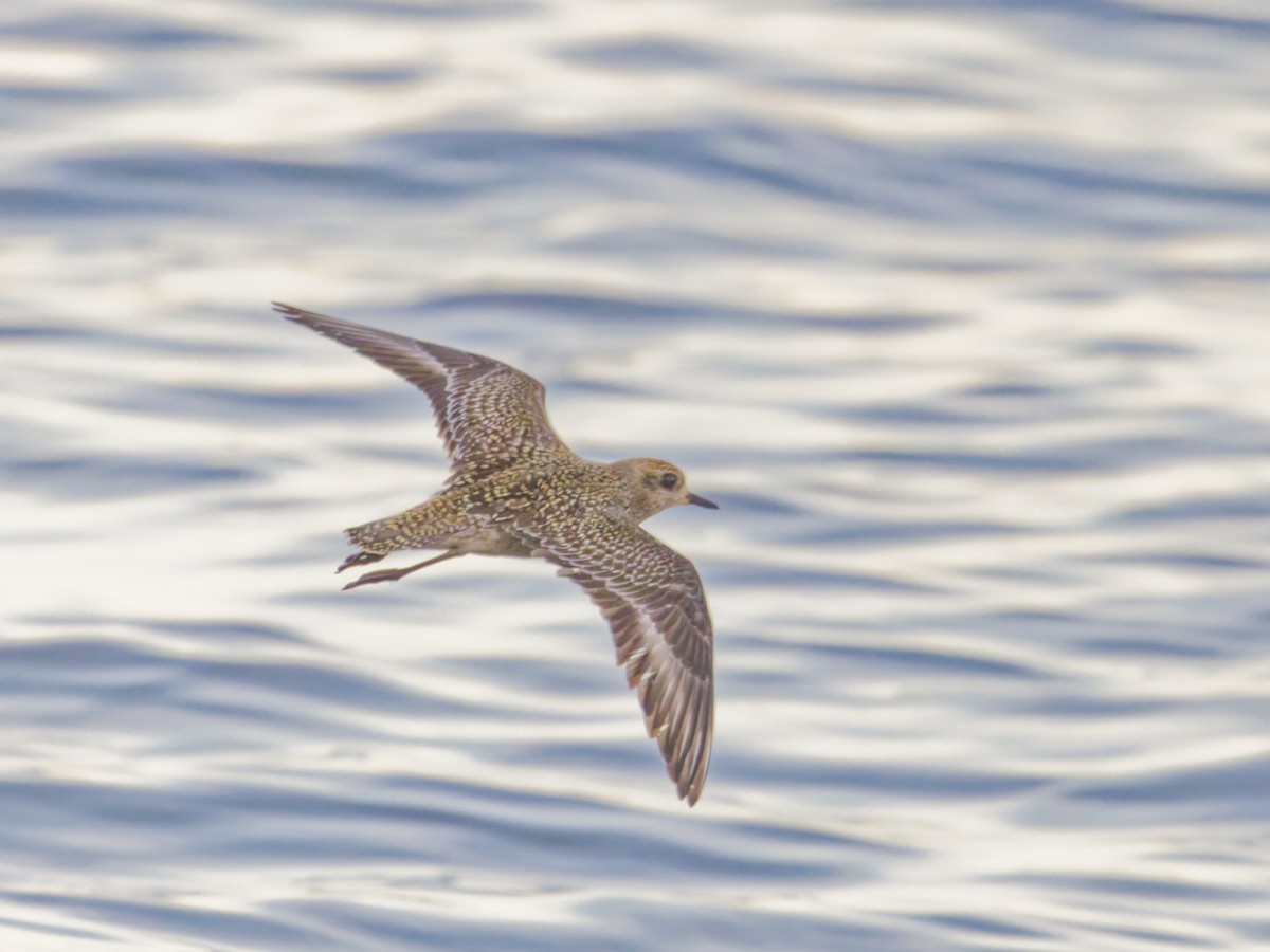 American Golden-Plover - ML625377486