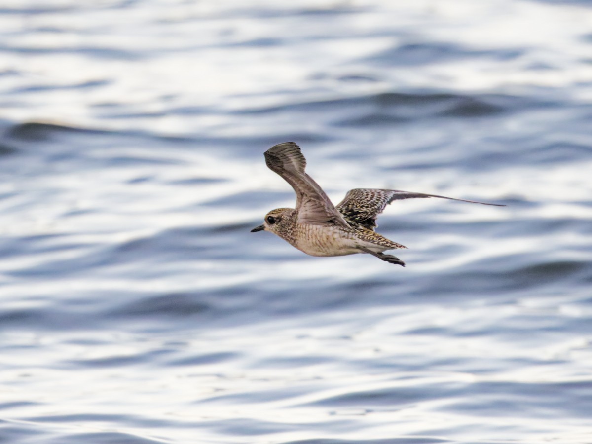 American Golden-Plover - ML625377487