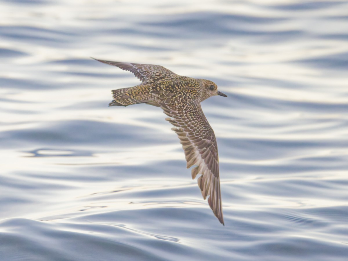 American Golden-Plover - ML625377488