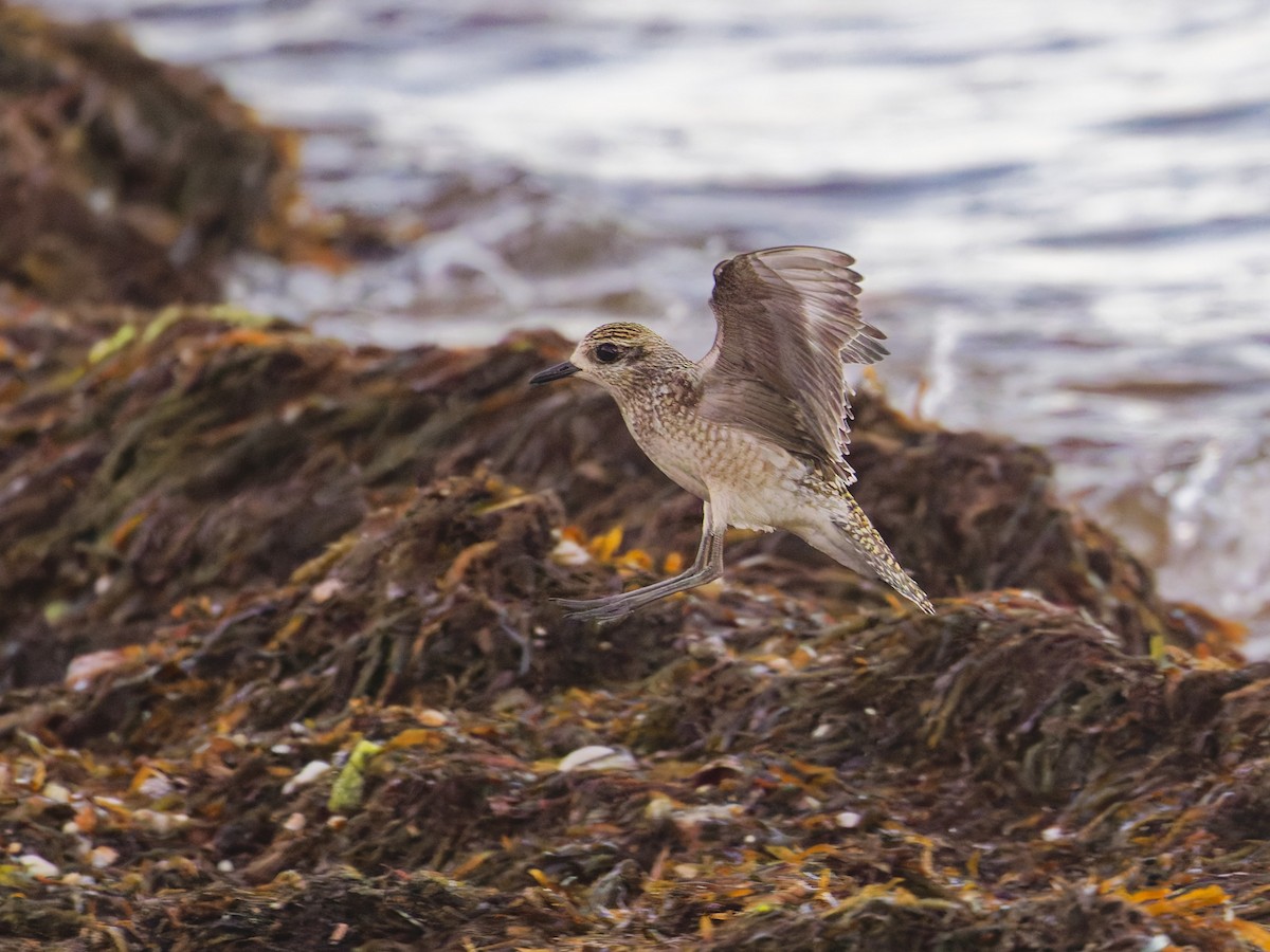 American Golden-Plover - ML625377489