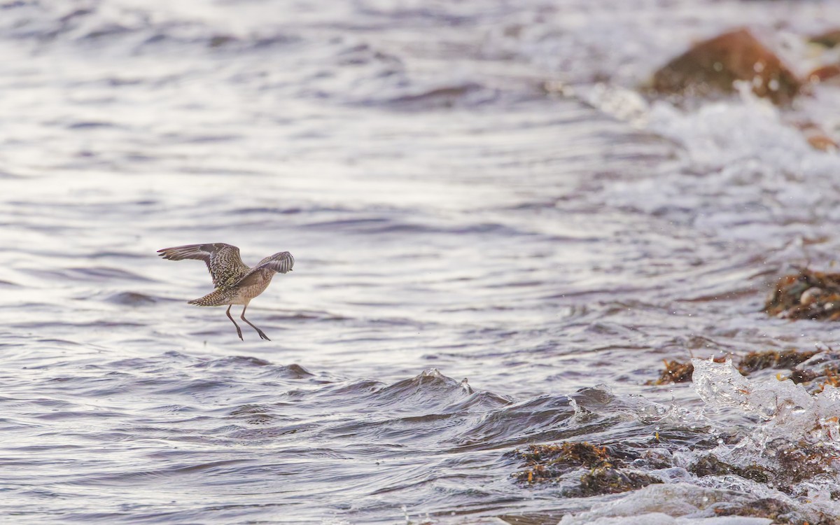 American Golden-Plover - ML625377491