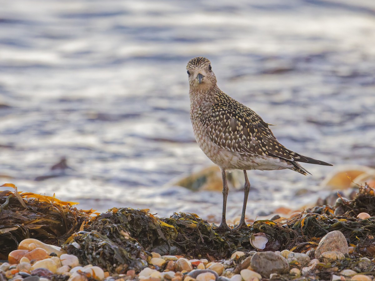 American Golden-Plover - ML625377492