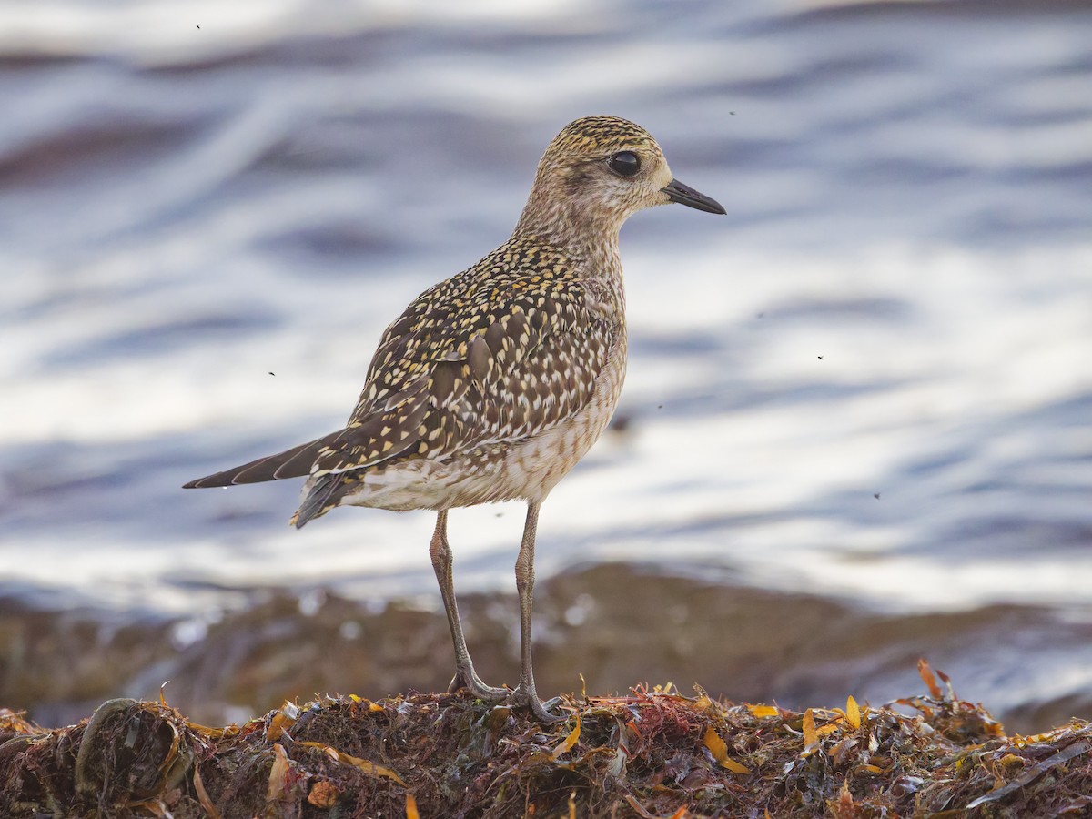 American Golden-Plover - ML625377493