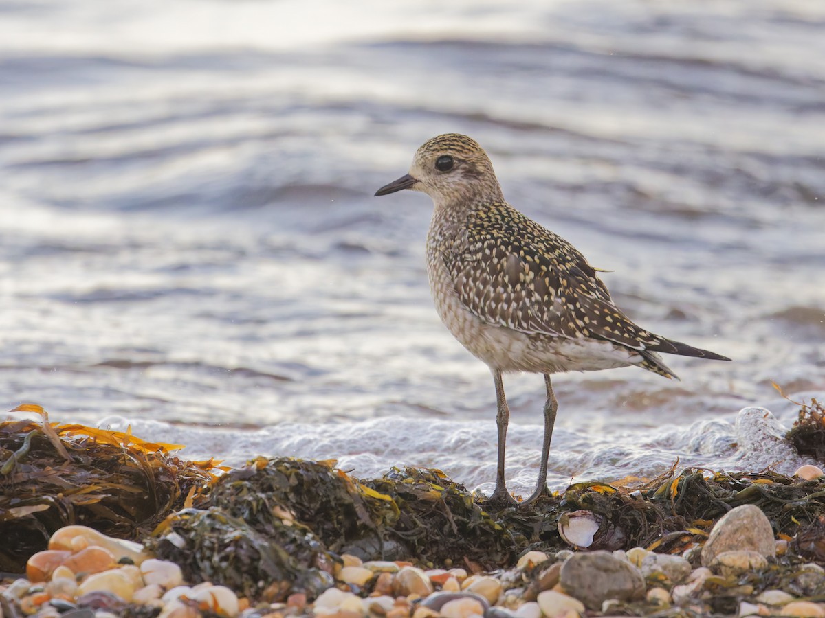 American Golden-Plover - ML625377494