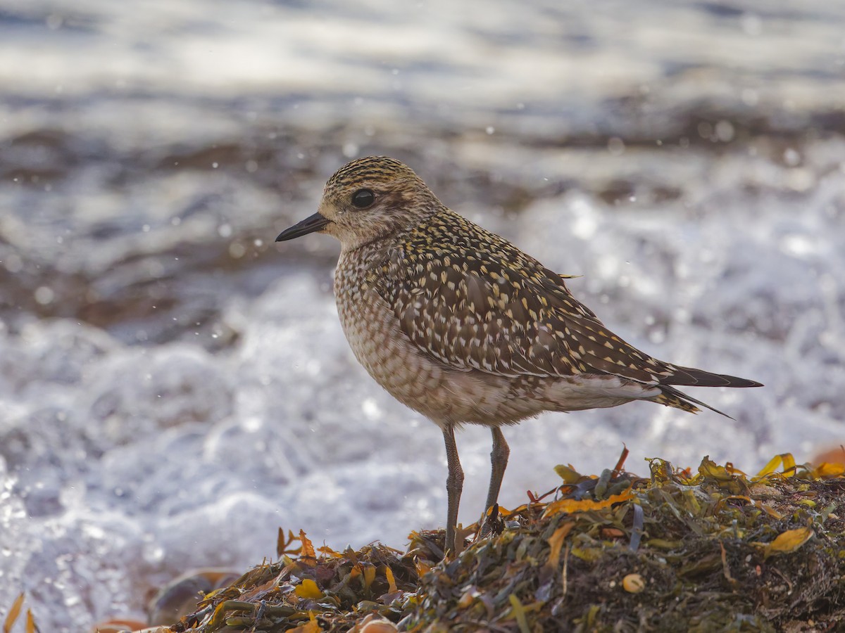 American Golden-Plover - ML625377495