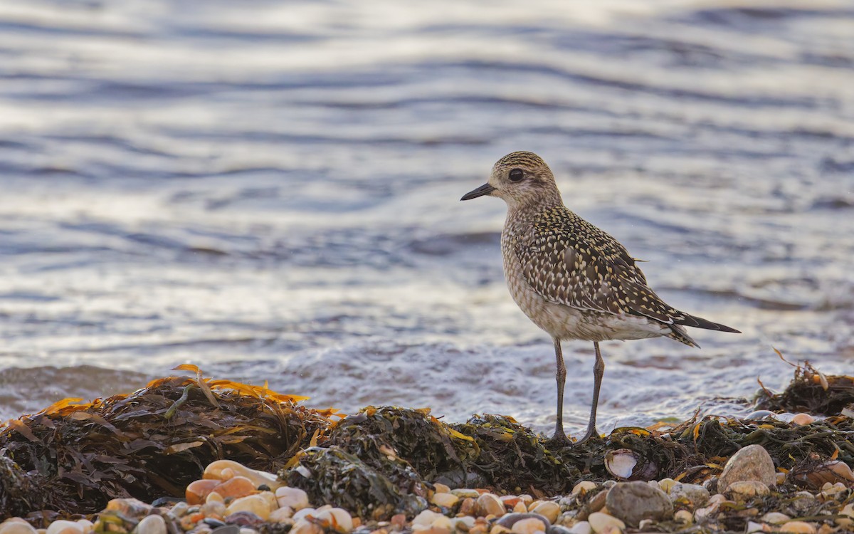 American Golden-Plover - ML625377496