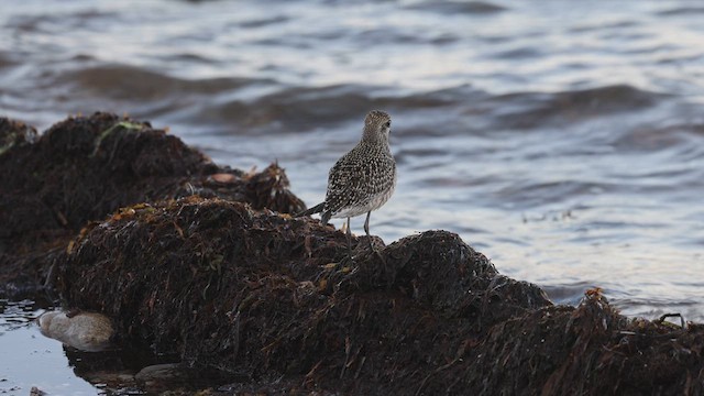 American Golden-Plover - ML625377511