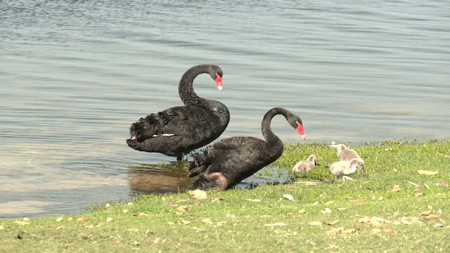 Black Swan - ML625377535