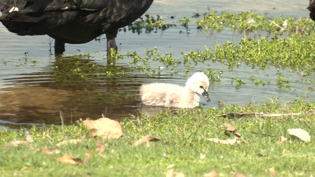 Black Swan - ML625377539