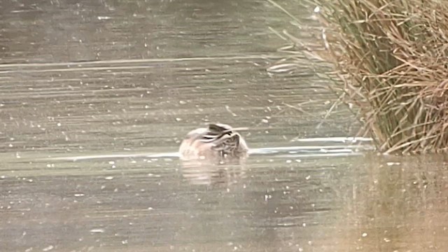 Hybride Canard d'Amérique x C. colvert - ML625377879