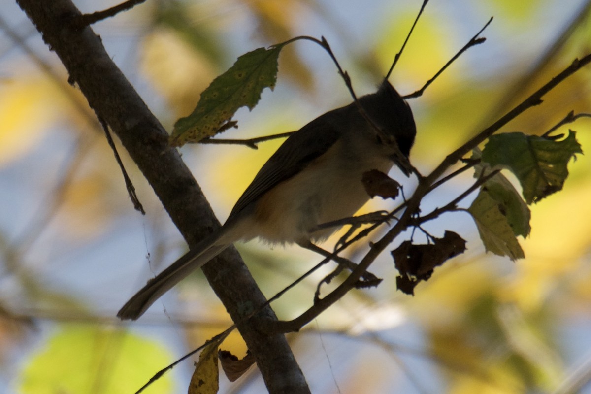 Tufted Titmouse - Caleb Glover