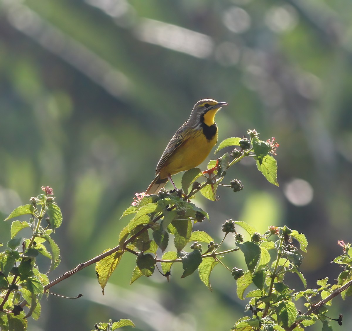 Yellow-throated Longclaw - ML625377950