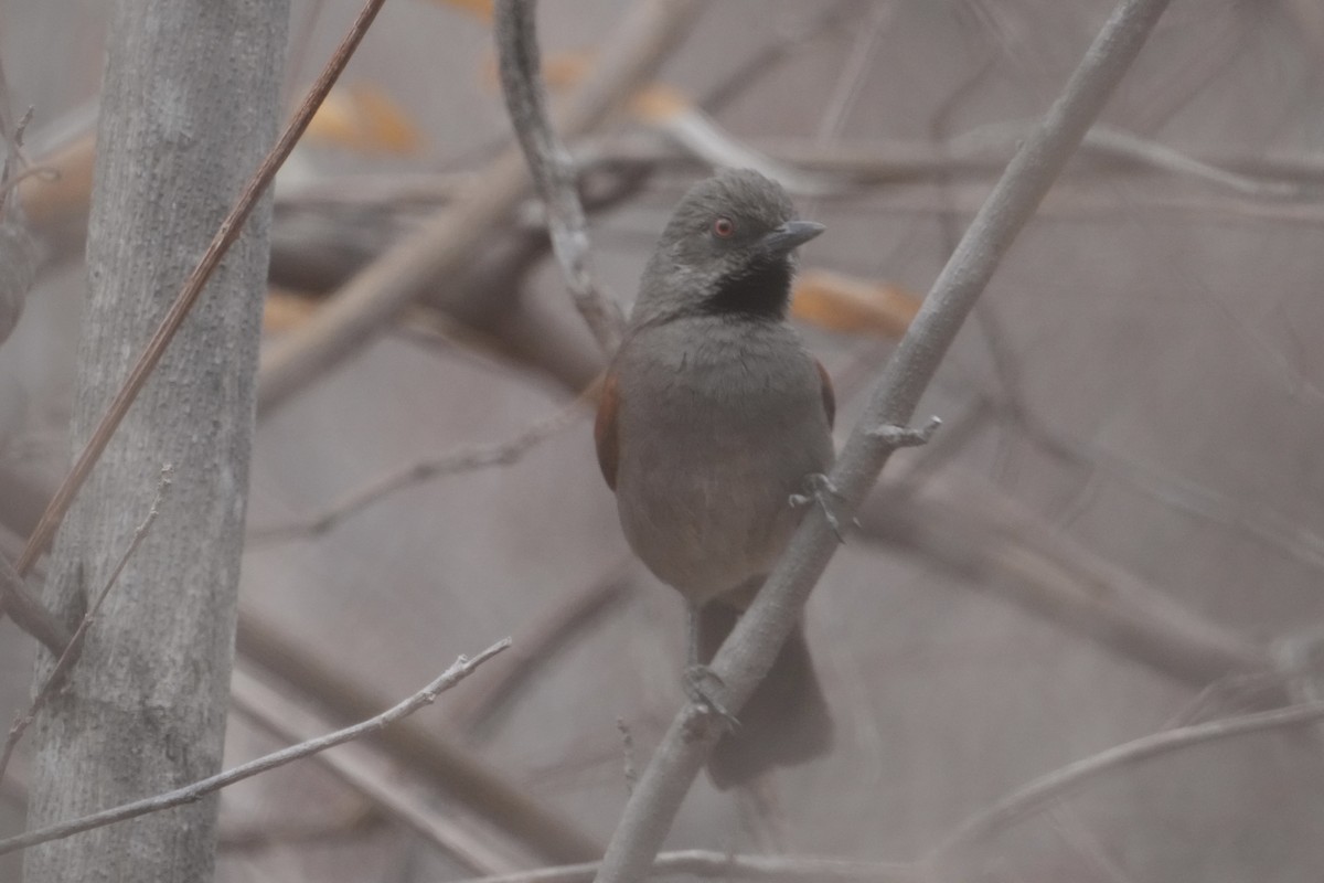 Red-shouldered Spinetail - ML625378073